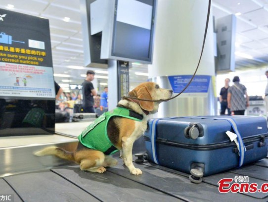 ### Airline Pet Carrier Size Requirements: Your Ultimate Guide for Traveling with Pets