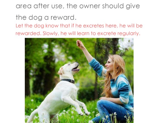  "Finding Reliable Mobile Pet Vaccinations Near Me: Your Guide to Convenient and Safe Pet Health Care"