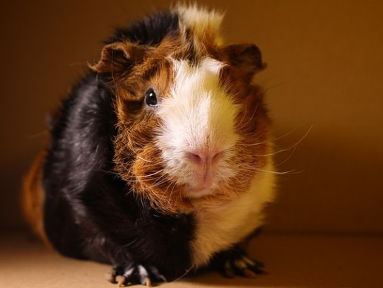 Are Guinea Pigs Good Pets? Discover the Joys of Having a Cuddly Companion