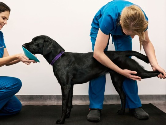  Stunning BluePearl Pet Hospital Grand Rapids Photos: A Visual Journey Through Exceptional Veterinary Care