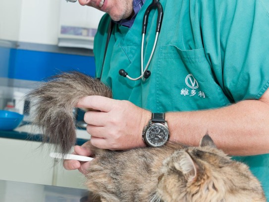  Discover the Best Pet Care Services in Tyler, TX: Pets Fur People