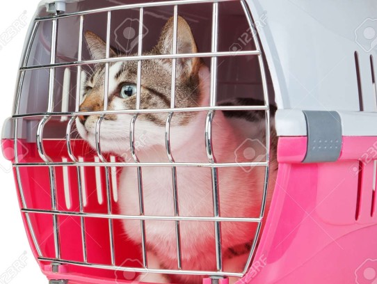  The Ultimate Guide to Choosing the Best Pet Cages for Cats: Comfort, Safety, and Style