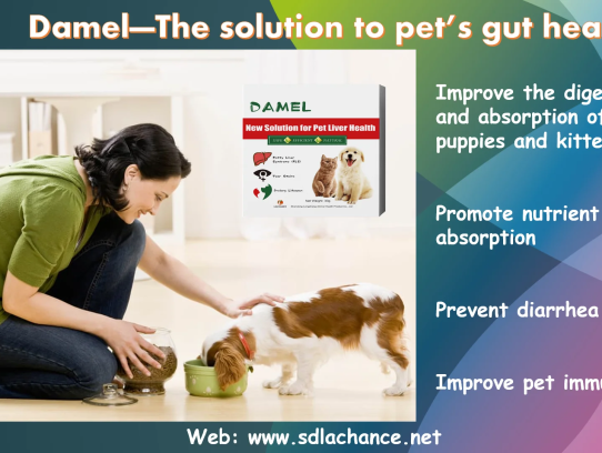  "Discovering the Best Pet Care Solutions at Andover Pet Clinic, MN"