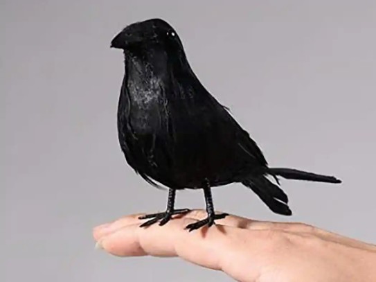  The Ultimate Guide to Caring for Your Blackbird Pet: Tips and Tricks for a Happy Companion